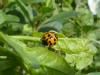 Harmonia axyridis